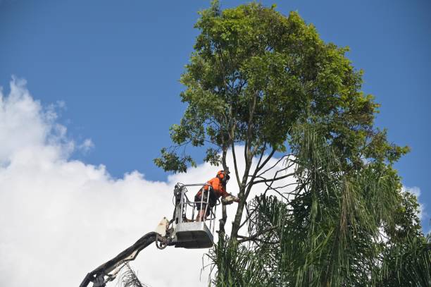 How Our Tree Care Process Works  in  Barnwell, SC